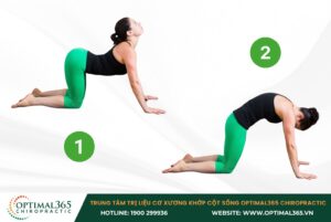 Bài tập tư thế cat-cow