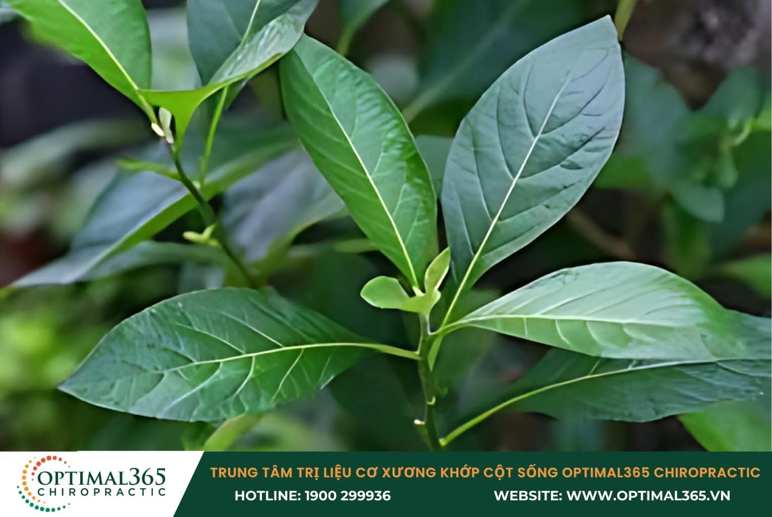 Điều trị thoát vị đĩa đệm cột sống bằng cây mật gấu