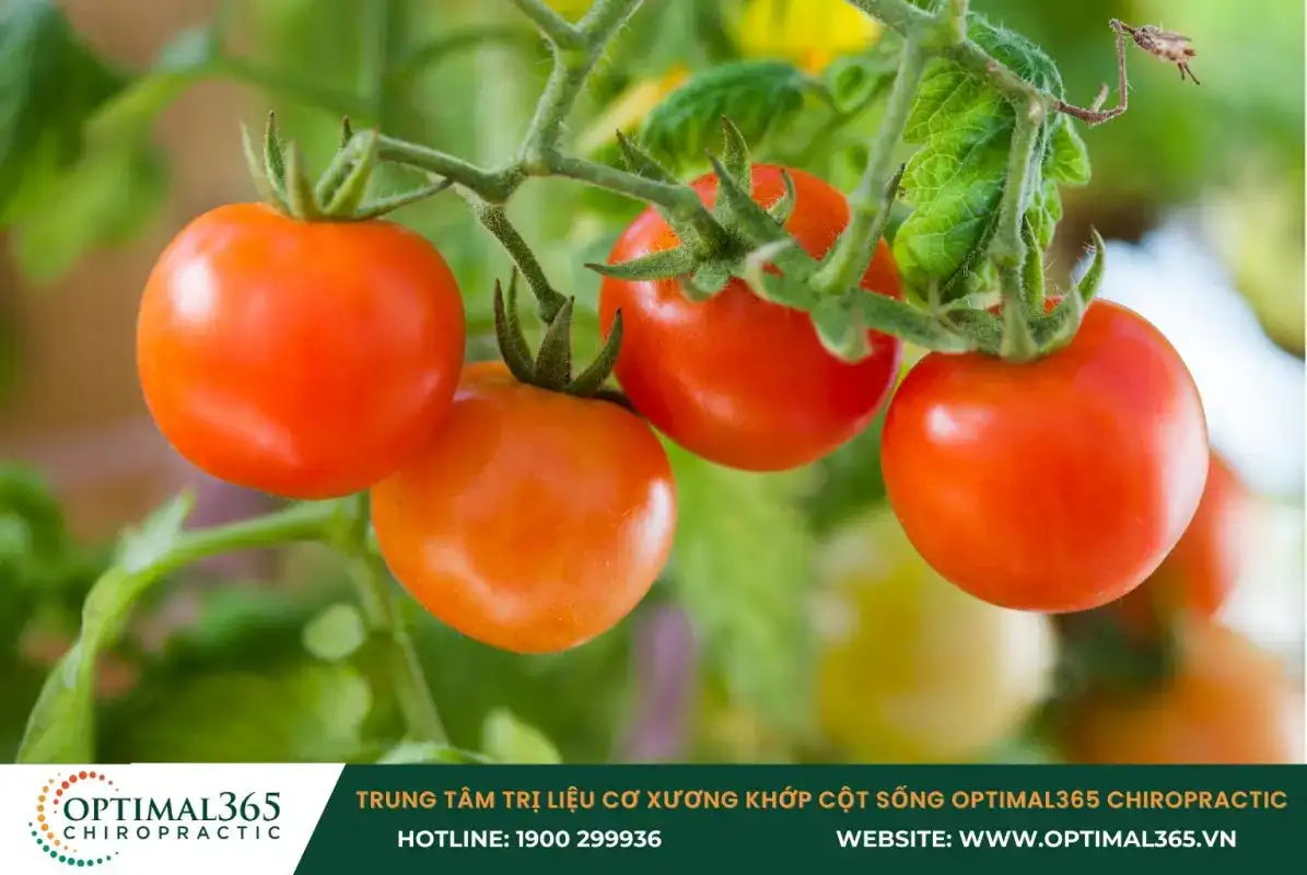 Cà chua bi có tác dụng giảm đau nhức, giảm viêm xương khớp